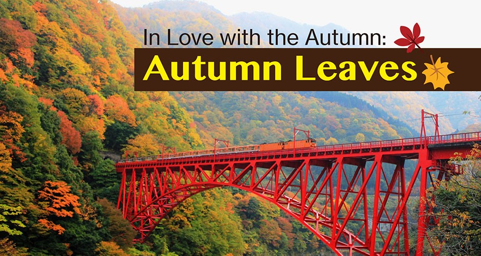 In Love with the Autumn: Autumn Leaves